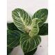 Philodendron birkin White Measure  ( Ø 15/19   40-50 cm hoch )