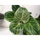 Philodendron birkin White Measure  ( Ø 15/19   40-50 cm hoch )