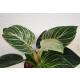 Philodendron birkin White Measure  ( Ø 15/19   40-50 cm hoch )