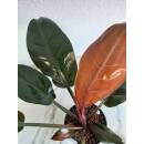 Philodendron Imperial Red ( Ø 13/12 ) 30-40