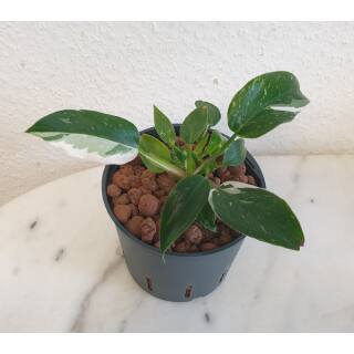 Philodendron White Princess  Ø 15/19  ( 35-45 )
