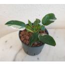 Philodendron White Princess  Ø 15/19  ( 35-45 )