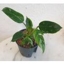 Philodendron White Princess  Ø 15/19  ( 35-45 )