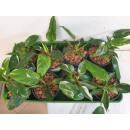 Philodendron White Princess  Ø 15/19  ( 35-45 )
