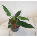 Philodendron White Princess  Ø 15/19  ( 35-45 )