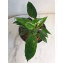 Philodendron White Princess  Ø 15/19  ( 35-45 )