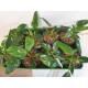 Philodendron White Princess  Ø 15/19  ( 35-45 )