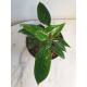 Philodendron White Princess  Ø 15/19  ( 35-45 )