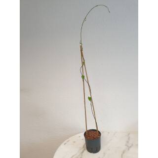 Dioscorea bulbifera - Luftkartoffel Ø 13/12  ( 70-80)
