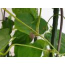 Dioscorea bulbifera - Luftkartoffel Ø 13/12  ( 70-80)