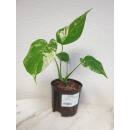Monstera deliciosa Variegata 40-50cm, 2pp, Ø 13/12...