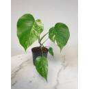 Monstera deliciosa Variegata 40-50cm, 2pp, Ø 13/12...