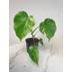 Monstera deliciosa Variegata 40-50cm, 2pp, Ø 13/12 - panaschiertes Fensterblatt grün-weiß,