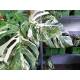 Monstera deliciosa Variegata 40-50cm, 2pp, Ø 13/12 - panaschiertes Fensterblatt grün-weiß,