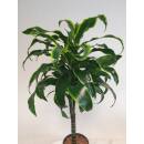 Dracaena der. Dorado  Stamm Doppelkrone Ø 15/19, 60 - 80 cm