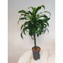 Dracaena der. Dorado  Stamm Doppelkrone Ø 15/19, 60 - 80 cm
