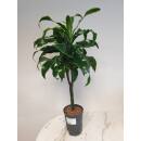 Dracaena der. Dorado  Stamm Doppelkrone Ø 15/19, 60 - 80 cm