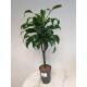 Dracaena der. Dorado  Stamm Doppelkrone Ø 15/19, 60 - 80 cm