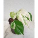 Monstera deliciosa Variegata  Ø 13/12 -...