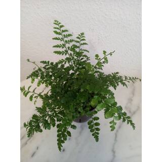 Asplenium dimorphum Parvati  ( Ø 13/12 ) - Nestfarn Streifenfarn