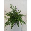 Asplenium dimorphum Parvati  ( Ø 13/12 ) - Nestfarn Streifenfarn