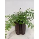 Asplenium dimorphum Parvati  ( Ø 13/12 ) - Nestfarn Streifenfarn