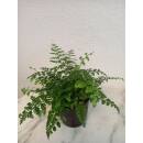 Asplenium dimorphum Parvati  ( Ø 13/12 ) - Nestfarn Streifenfarn