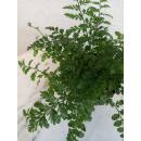 Asplenium dimorphum Parvati  ( Ø 13/12 ) - Nestfarn Streifenfarn