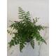 Asplenium dimorphum Parvati  ( Ø 13/12 ) - Nestfarn Streifenfarn