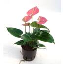 Anthurium - Flamingoblume ( Ø 13/12 ) Anthurie rosa