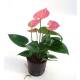Anthurium - Flamingoblume ( Ø 13/12 ) Anthurie rosa