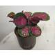 Calathea roseopicta Rose Crimson ( Ø 13/12 ) 15-25 cm