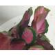 Calathea roseopicta Rose Crimson ( Ø 13/12 ) 15-25 cm