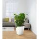 Lechuza Classico LB ( 50 x 47 (x31) )