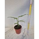Monstera Obliqua Peru Peru  20-30 cm hoch