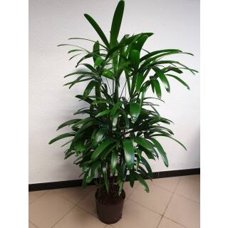Rhapis excelsa 6pp -  Steckenpalme ( Ø 21/21 ) 100-120
