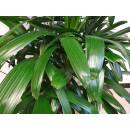Rhapis excelsa 6pp -  Steckenpalme ( Ø 21/21 )...