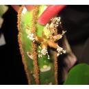 Euphorbia leuconeura -  Madagascar-Juwel ( Ø 13/12...