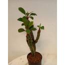 Euphorbia leuconeura -  Madagascar-Juwel ( Ø 13/12...