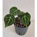 Anthurium Clarinervium - Schmuckblatt-Anthurie  Ø...