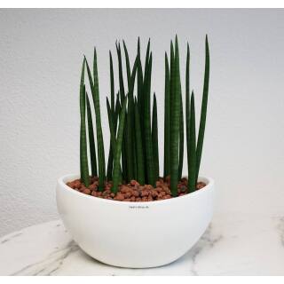 Ovation - Pflanzschale oval  50 x 32 x 25