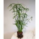Cyperus alternifolius - Zyperngras  Ø 13/12,  (80...