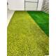 Moosteppich - pro laufender (1 m²)