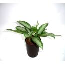 Aglaonema commutatum  Silver Bay  Ø 18-19  40-50 -...