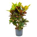 Codiaeum  Petra - Croton verz. 80-100cm  ( Ø 22/19 )