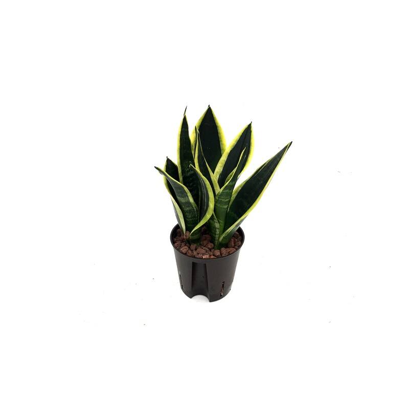 Sansevieria trifasciata 'BlackGold' ( Ø 13/12 )