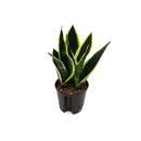 Sansevieria trifasciata BlackGold  ( Ø 13/12 )