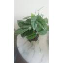Philodendron scandens pictum Monstrosus ( Ø 15/19...