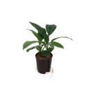 Spathiphyllum Sensation 3pp 60-70 ( Ø 22/19 ) -...