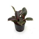 Ficus elastica Ruby 25-35cm 2pp ( Ø 13/12 ) -...